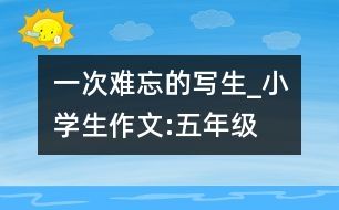 一次難忘的寫(xiě)生_小學(xué)生作文:五年級(jí)