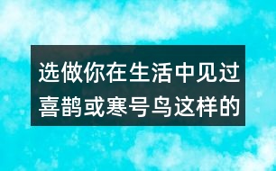 選做：你在生活中見過喜鵲或寒號鳥這樣的人嗎?說說他的小故事。