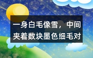 &amp;quot;一身白毛像雪，中間夾著數(shù)塊墨色細(xì)毛&amp;quot;對貓的喜愛之情周而復(fù)是如何體現(xiàn)的？