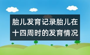 胎兒發(fā)育記錄：胎兒在十四周時(shí)的發(fā)育情況