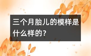 三個(gè)月胎兒的模樣是什么樣的？