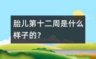 胎兒第十二周是什么樣子的？