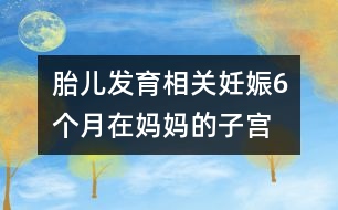 胎兒發(fā)育相關(guān)：妊娠6個(gè)月“在媽媽的子宮里，像在宇宙中遨游！”