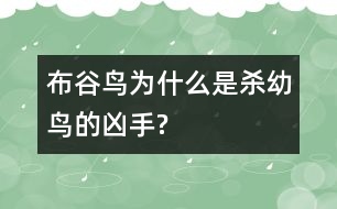 布谷鳥為什么是殺幼鳥的兇手?