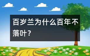 百歲蘭為什么百年不落葉？