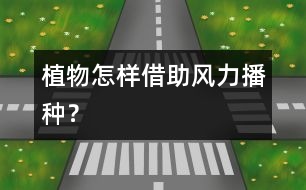 植物怎樣借助風(fēng)力播種？
