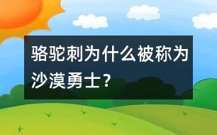 駱駝刺為什么被稱為“沙漠勇士”？